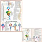 Anatomie poster vegetatief zenuwstelsel (Nederlands, gela..., Verzenden, Nieuw