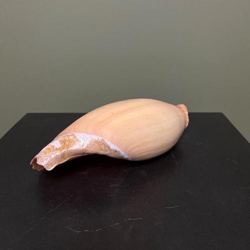 Schelp Taxidermie Opgezette Dieren By Max, Verzamelen, Dierenverzamelingen, Opgezet dier, Nieuw, Wild dier, Ophalen of Verzenden