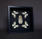 Kevel Taxidermie volledige montage - Phyllium pulchrifolium, Verzamelen, Dierenverzamelingen, Nieuw