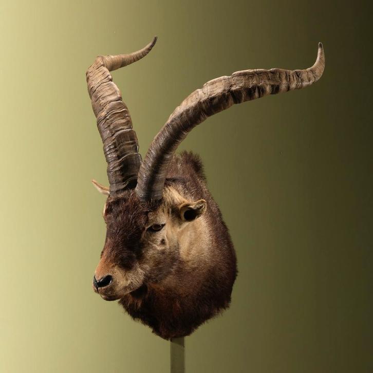 Spaanse Steenbok Taxidermie Opgezette Dieren By Max, Verzamelen, Dierenverzamelingen, Opgezet dier, Nieuw, Wild dier, Ophalen of Verzenden