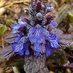 Ajuga Atropurpurea Evening Glow Alba Burgundy Glow Zenegroen, Halfschaduw, Vaste plant, Ophalen of Verzenden, Lente