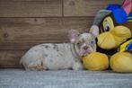 Prachtige raszuivere Franse bulldog pups, Dieren en Toebehoren, 15 weken tot 1 jaar, Buitenland, Parvo, Bulldog