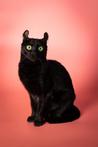 American curl | poes | gesteriliseerd | kat | poezen | zwart