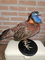 Tragopan satir haan Taxidermie volledige montage - Tragopan, Verzamelen, Dierenverzamelingen, Nieuw