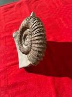 Ammoniet - Gefossiliseerde schelp - Aegocrioceras Capricornu, Verzamelen, Mineralen en Fossielen