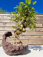 Carpinus bonsai (Carpinus) - Hoogte (boom): 25 cm - Diepte