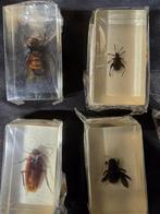 Insekt Taxidermie volledige montage - Insecten - 7.5 cm - 4