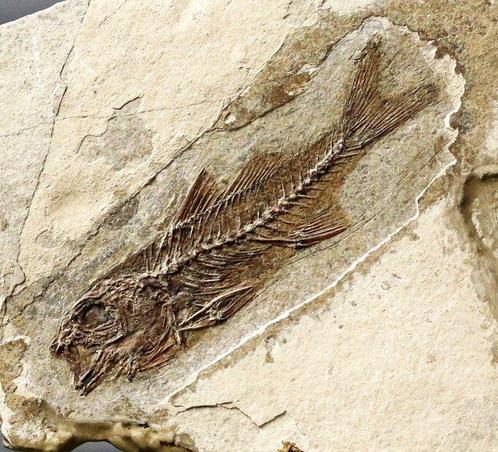 De fijnste en zeer gedetailleerde fossiele vis -, Verzamelen, Mineralen en Fossielen
