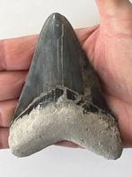 Megalodon tand 10,8 cm - Fossiele tand - Carcharocles, Nieuw