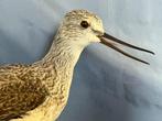 Pantana Taxidermie volledige montage - Tringa nebularia, Nieuw