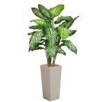 Dieffenbachia kunstplant, H175cm, Huis en Inrichting, Kamerplanten, Ophalen of Verzenden