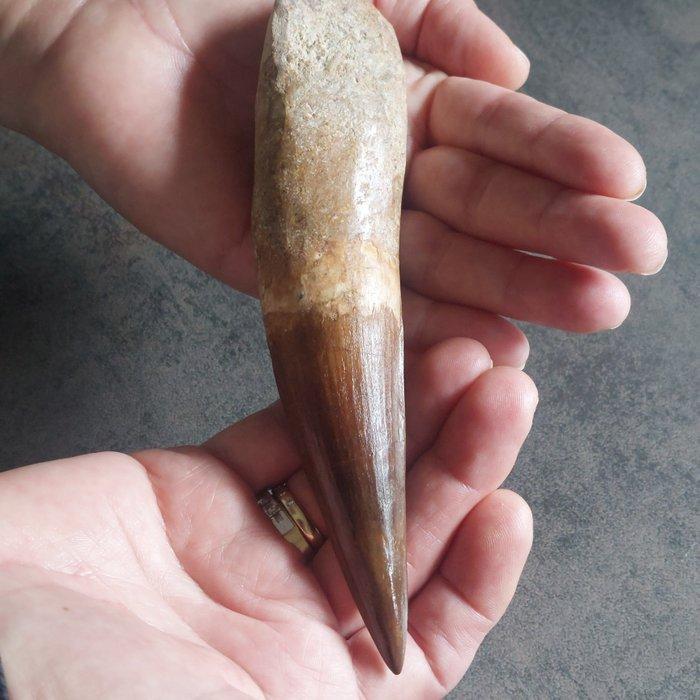 Dinosaurus - Fossiele tand - Spinosaurus aegyptiacus - 165, Verzamelen, Mineralen en Fossielen