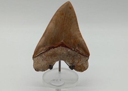 Gigantisch, in uitstekende staat - Fossiele tand - Otodus, Verzamelen, Mineralen en Fossielen