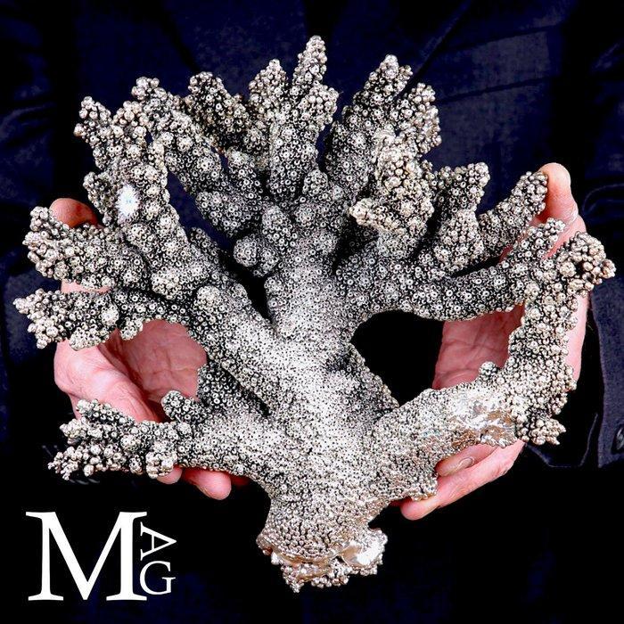 Wit koraal bedekt met 925 zilver - Acropora Florida - Koraal, Verzamelen, Mineralen en Fossielen