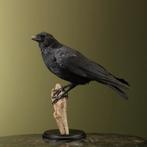 Kraai Taxidermie Opgezette Dieren By Max, Ophalen of Verzenden, Nieuw, Vogel, Opgezet dier