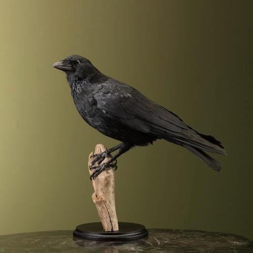 Kraai Taxidermie Opgezette Dieren By Max, Verzamelen, Dierenverzamelingen, Opgezet dier, Nieuw, Vogel, Ophalen of Verzenden