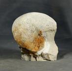 Fossiel nautiloïde - Goed gedetailleerd - Gefossiliseerd, Verzamelen, Mineralen en Fossielen