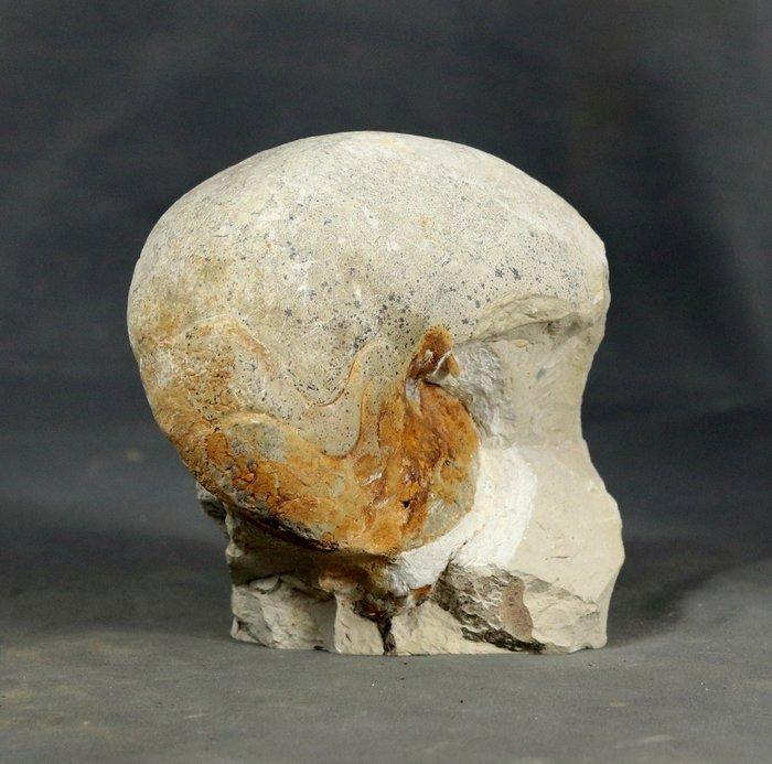 Fossiel nautiloïde - Goed gedetailleerd - Gefossiliseerd, Verzamelen, Mineralen en Fossielen