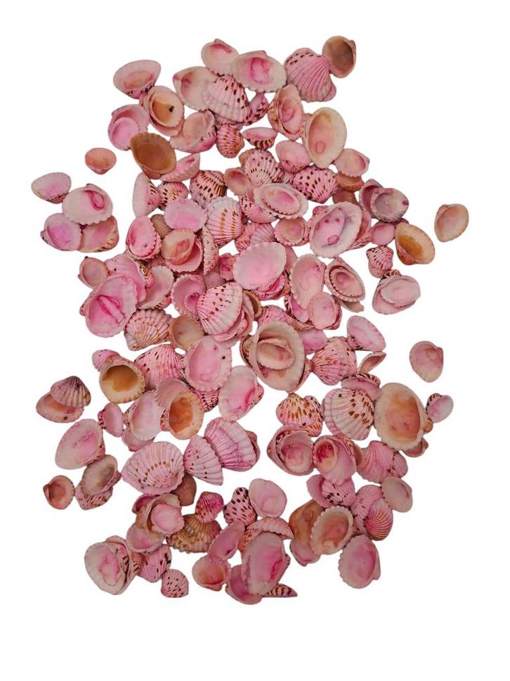 Tiger Chippy Schelpen Roze 500 gram, Hobby en Vrije tijd, Knutselen, Nieuw, Ophalen of Verzenden