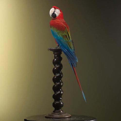 Groenvleugelara Taxidermie Opgezette Dieren By Max, Verzamelen, Dierenverzamelingen, Opgezet dier, Nieuw, Vogel, Ophalen of Verzenden