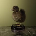 Bruin Eendje Taxidermie Opgezette Dieren By Max, Ophalen of Verzenden, Nieuw, Vogel, Opgezet dier