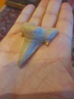 Haai - Fossiele tand - Otodus obliquus - 6 cm - 4 cm (Zonder, Verzamelen, Mineralen en Fossielen
