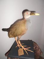 Nieuw-Guinea Vliegloze Ral Taxidermie volledige montage -, Verzamelen, Nieuw