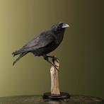 Kraai Taxidermie Opgezette Dieren By Max, Ophalen of Verzenden, Nieuw, Vogel, Opgezet dier