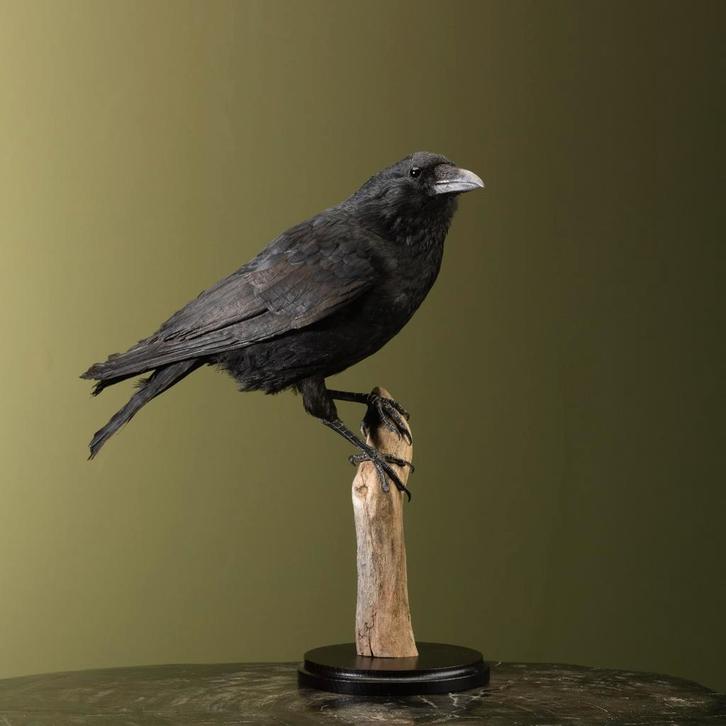 Kraai Taxidermie Opgezette Dieren By Max, Verzamelen, Dierenverzamelingen, Opgezet dier, Nieuw, Vogel, Ophalen of Verzenden