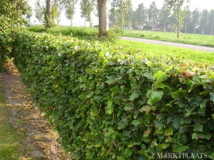 Beukenhaag en haagbeuk Fagus sylvatica, Tuin en Terras, Planten | Bomen, Overige soorten, Volle zon, 100 tot 250 cm, Zomer