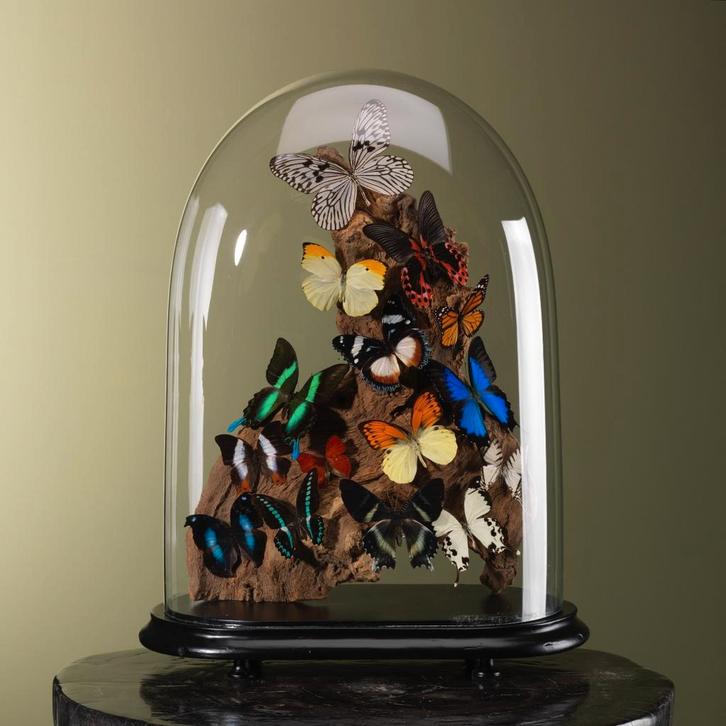 Vlinders in Stolp Taxidermie Opgezette Dieren By Max, Verzamelen, Dierenverzamelingen, Opgezet dier, Nieuw, Insect, Ophalen of Verzenden