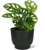 Monstera Monkey Leaf - Ø12cm - 30cm + Potenza Pot D13x11cm, Verzenden, Nieuw