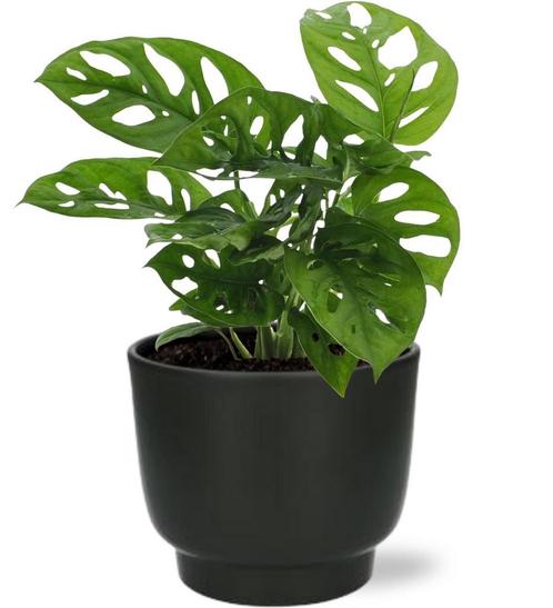 Monstera Monkey Leaf - Ø12cm - 30cm + Potenza Pot D13x11cm, Huis en Inrichting, Woonaccessoires | Overige, Nieuw, Verzenden