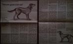 De hond in de boekenkast - 1962-2019, Antiek en Kunst