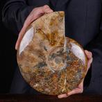 Exclusief Pools Cleoniceras - Gefossiliseerde schelp -