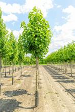 Morus alba hoogstam 14/16