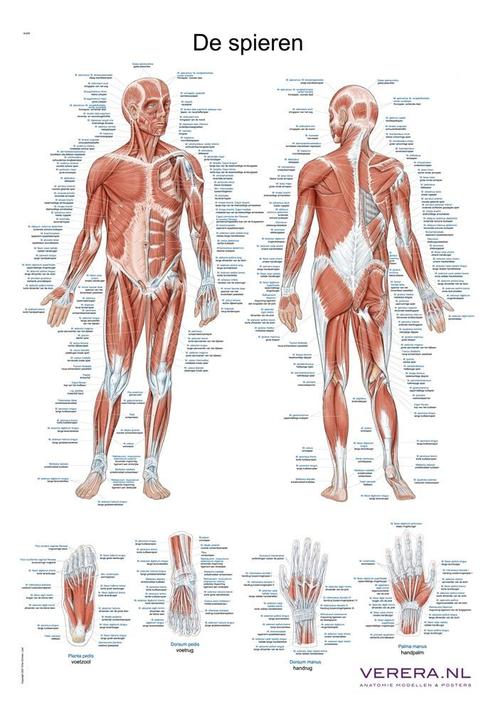 Anatomie poster spieren (Nederlands/Latijn, 50x70 cm), Sport en Fitness, Overige Sport en Fitness, Nieuw, Verzenden