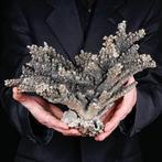 Wit koraal bedekt met 925 zilver - Acropora Florida - Koraal, Nieuw