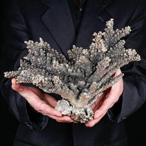 Wit koraal bedekt met 925 zilver - Acropora Florida - Koraal, Verzamelen, Dierenverzamelingen