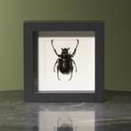 Kever in Lijst Taxidermie Opgezette Dieren By Max