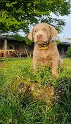 Prachtige grijze Labrador pups  - ED HD DNA Stamboom, Dieren en Toebehoren, Meerdere, 8 tot 15 weken, Meerdere dieren, Parvo