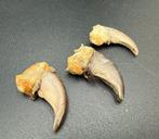 Zwarte beer Klauw - Ursus americanus - with proof of legal, Verzamelen, Nieuw