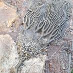 Crinoide - Gefossiliseerd dier - Scyphocrinus elegans - 220