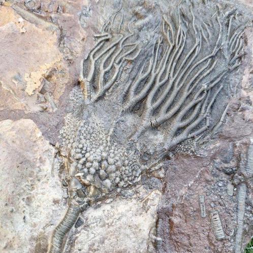 Crinoide - Gefossiliseerd dier - Scyphocrinus elegans - 220, Verzamelen, Mineralen en Fossielen