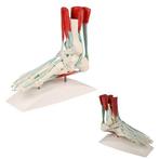 Anatomie model voet met spieren, pezen en retinacula, Verzenden, Nieuw