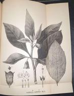 J. F. Eykman - Phytochemische Notizen über einige japanische, Antiek en Kunst, Antiek | Boeken en Bijbels