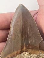 Megalodon tand 10,7 cm - Fossiele tand - Carcharocles, Antiek en Kunst