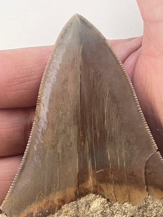 Megalodon tand 10,7 cm - Fossiele tand - Carcharocles, Antiek en Kunst, Curiosa en Brocante