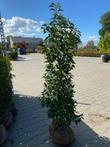 Prunus lusitanica 40/60 t/m 175/200 cm