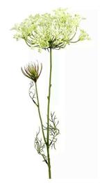 Heracleum Sphondylium Wit - 70 cm, Nieuw, Verzenden